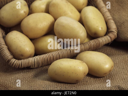 Tri de pommes de terre de 'Mona Lisa', Solanum tuberosum, Banque D'Images