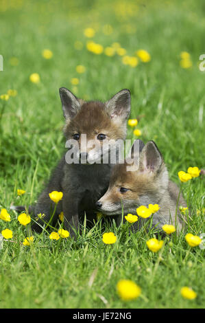 Le renard roux, Vulpes vulpes, chiots, violin, Normandie, Banque D'Images