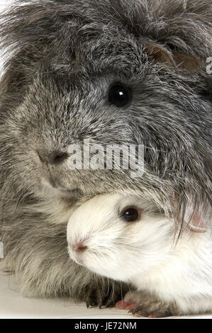 Les cheveux longs, les cobayes Cavia porcellus, Chambre des cobayes, des animaux adultes, portrait, Banque D'Images