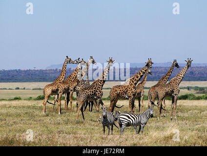 Massaigiraffe, Giraffa camelopardalis tippelskirchi, groupe, savane, parc de Masai Mara, Kenya, Banque D'Images