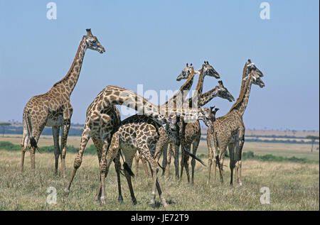 Massaigiraffe, Giraffa camelopardalis tippelskirchi, groupe, savane, couple, lutte, parc de Masai Mara, Kenya, Banque D'Images