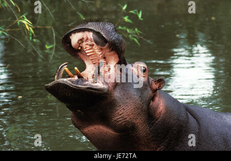 Hippopotame, Hippopotamus amphibius, Nil aussi cheval, grand hippopotame, animal adulte, bouche ouverte, Banque D'Images