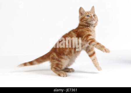 Chat de maison rouge, jouer, fond blanc, Banque D'Images