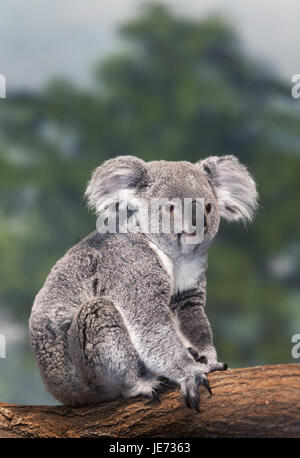 Koala Phascolarctos cinereus, également, le koala gris cendre, femme, debout, de la direction générale, Banque D'Images