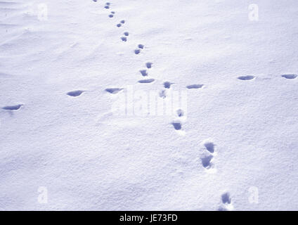 Des pistes d'animaux dans la neige, Banque D'Images