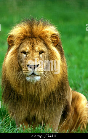Lion est assis dans l'herbe, Panthera leo, Banque D'Images