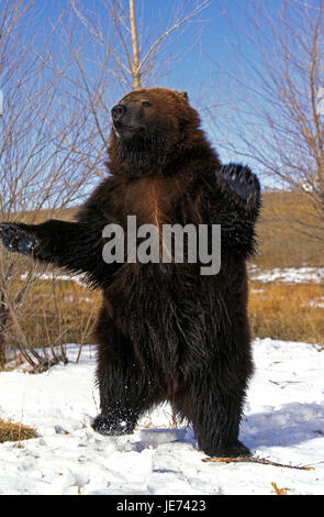 Kodiakbär se tient debout sur les pattes de derrière, Ursus arctos middendorffi, Banque D'Images