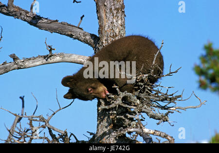 Ours noir, Ursus americanus, jeune animal sur un arbre, Banque D'Images