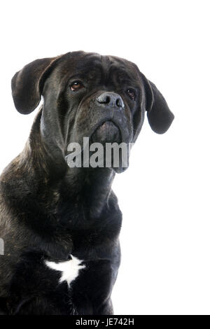 Cane Corso chien, portrait, Banque D'Images