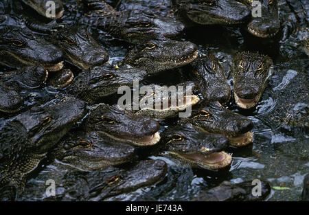 L'alligator du Mississipi, alligator mississipiensis, les jeunes animaux, ferme aux crocodiles, Banque D'Images