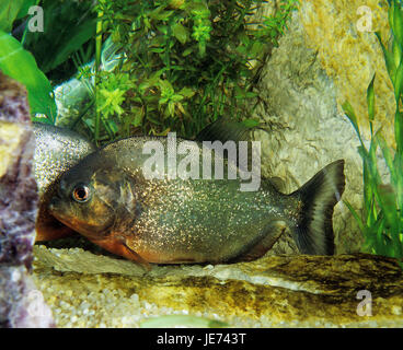 San Francisco, Serrasalmus, piraya piranha Banque D'Images