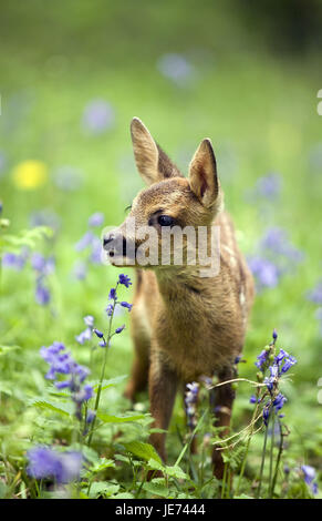Fawn dans flower meadow, Capreolus capreolus, Banque D'Images