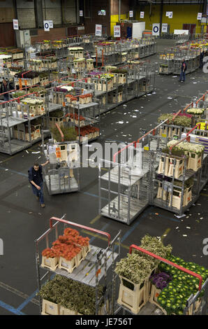 La Hollande, Pays-Bas, province de Nordholland mer, l'anguille, le plus grand marché aux fleurs du monde (Bloemenveiling), ventes aux enchères de fleurs, Banque D'Images