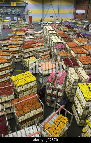 La Hollande, Pays-Bas, province de Nordholland mer, l'anguille, le plus grand marché aux fleurs du monde (Bloemenveiling), ventes aux enchères de fleurs, Banque D'Images