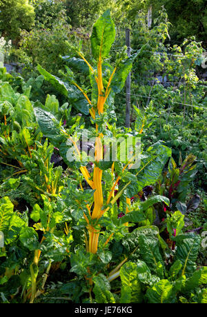 Arc-en-ciel organique ou la bette à carde (Beta vulgaris ) avec du jaune feuilles poussant dans un jardin de légumes espagnols Banque D'Images