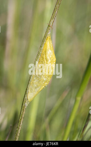 Cocoon contenant six nymphe de lépidoptère Zygaena filipendulae Burnett spot sur tige d'herbe dans une prairie Somerset UK Banque D'Images