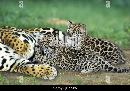 Jaguar, Panthera onca, femmes, jeune animal, infirmière, Banque D'Images