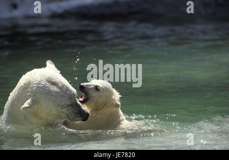 L'ours blanc, Ursus maritimus, également l'ours polaire, femelle, jeune animal, jouer, de l'eau, Banque D'Images