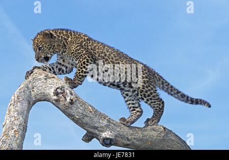 Léopard, Panthera pardus, jeune animal, stand, branche, ciel bleu, Banque D'Images