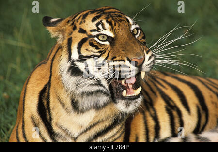Sumatra tiger, Panthera tigris sumatrae, animal adulte, portrait, Banque D'Images