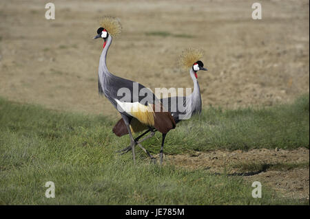 L'Afrique du sud-couronne grue, Balearica regulorum, cou gris couronne grue, couple, parc de Nakuru, Kenya, Banque D'Images