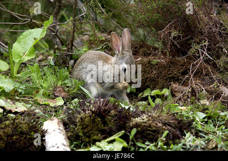 Lapin sauvage, Oryctolagus cuniculus, jeune animal nettoie lui-même, Normandie, Banque D'Images