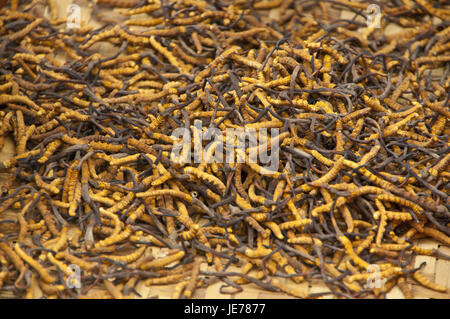 Les champignons, Caterpillar en chinois, champignon Cordyceps sinensis, ventes, quatrième islamique de Lhassa, Tibet, Asie, Banque D'Images