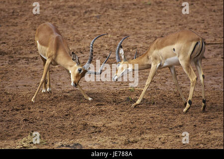 Impala Aepyceros melampus, talon noir également, l'antilope, le petit homme, lutte, parc de Masai Mara, Kenya, Banque D'Images
