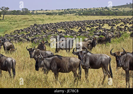 Film gnu, Connochaetes taurinus, se concentre, s'éloigner, parc de Masai Mara, Kenya, Banque D'Images