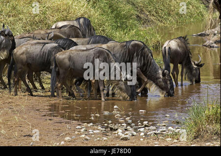 Film gnu, Connochaetes taurinus, se concentre, s'éloigner, verre, rivière, parc de Masai Mara, Kenya, Banque D'Images