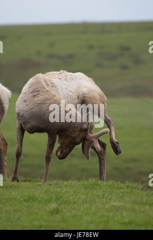 Libre d'Elk Point Reyes se gratte la tête avec sa patte Banque D'Images