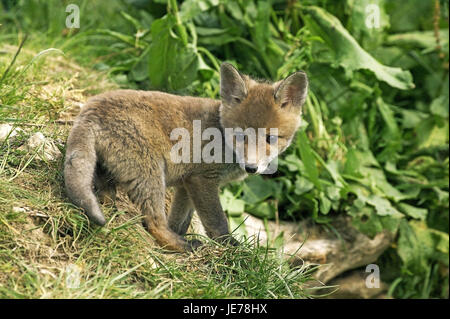 Le renard roux, Vulpes vulpes, chiot dans l'herbe, Normandie, Banque D'Images