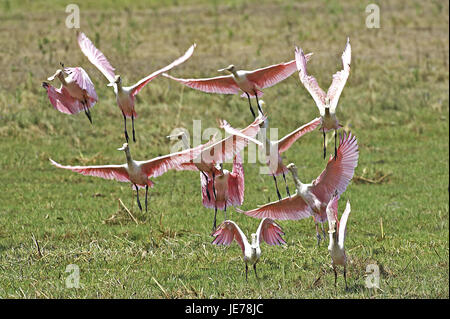 Platalea ajaja Rosalöffler, ou Ajaia ajaja, groupe, vol, batch Lianos, Venezuela, Banque D'Images