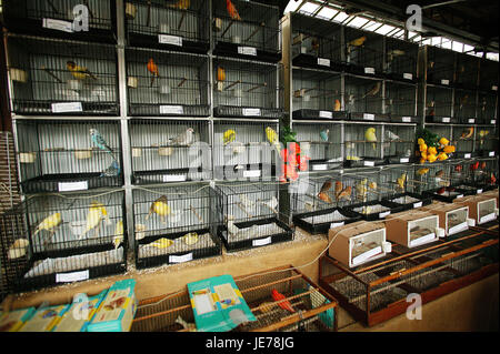 Vogel's market, Ile de la Cité, Paris, les oiseaux dans les cages, carte Banque D'Images