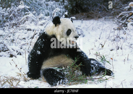 Big Panda Ailuropoda melanoleuca, adulte, animal, manger, bambou, Daliang, Chine, Banque D'Images