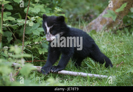 Ours de verre, Tremarctos ornatus, Andes également supporter, jeune animal, jouer, fourchette, Banque D'Images