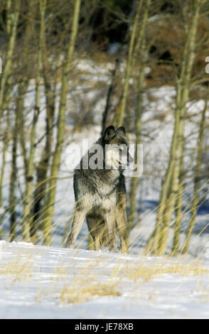 Canadien Mackenzie Wolfs, loup, Canis lupus occidentalis, animal adulte, stand, neige, Canada, Banque D'Images