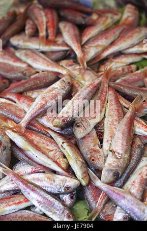 Rouget rayé ou touché, rougets, Mullus surmuletus, poisson, le commerce du poisson, Banque D'Images