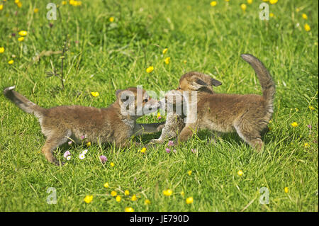 Le renard roux, Vulpes vulpes, les jeunes vont à la chasse, des animaux, des lapins, Normandie, Banque D'Images