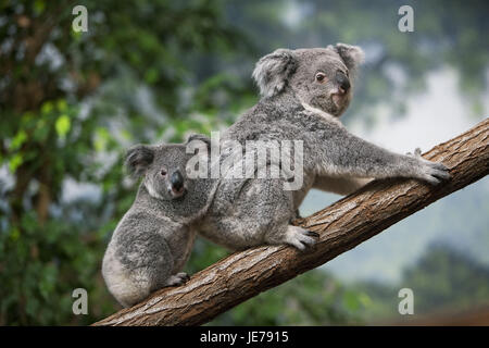 Koala Phascolarctos cinereus, également, le koala gris cendre, femme, porter, jeune animal, l'arrière, Banque D'Images