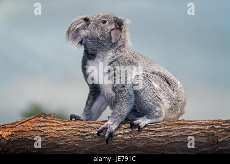 Koala Phascolarctos cinereus, également, le koala gris cendre, femme, debout, de la direction générale, Banque D'Images