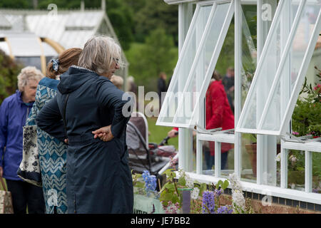 Mesdames étroitement inspecter les émissions sur l'affichage à l'Hartley Botanic trade support - Chatsworth RHS Flower Show, Chatsworth House, Derbyshire, Angleterre, Royaume-Uni. Banque D'Images