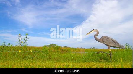 Un grand héron bleu promenades le long du bord de l'eau dans les Everglades de Floride. Cela a été photographié à partir d'un angle faible comme le héron il directement par. Banque D'Images