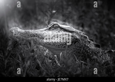 Un jeune alligator photographié dans les premières heures du matin dans les Everglades de Floride. Banque D'Images