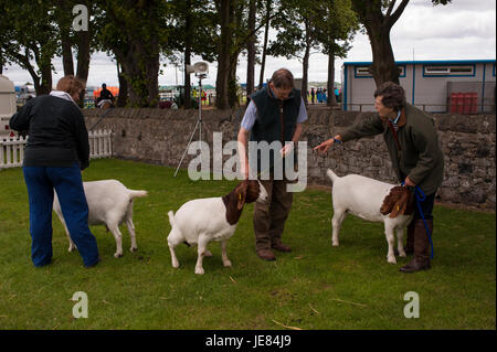 Ingliston, Édimbourg, Écosse, Royaume-Uni. 23 Juin, 2017. Royal Highland Show 2017. Le Pep Masip/Alamy Live News Banque D'Images