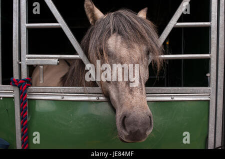 Ingliston, Édimbourg, Écosse, Royaume-Uni. 23 Juin, 2017. Royal Highland Show 2017. Le Pep Masip/Alamy Live News Banque D'Images