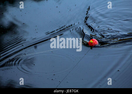 Flotteur de pêche dans l'eau. Banque D'Images