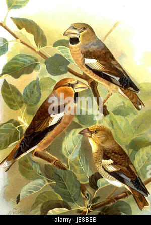 Coccothraustes coccothraustes, ou Hawfinch, est un grand passereau connu pour son bec puissant et sa grande taille. Originaire d'Europe et de certaines régions d'Asie, le Hawfinch se trouve souvent dans les bois et les lisières des forêts. Banque D'Images