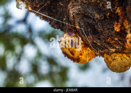 Arbre sauvage photographie makro ambre Banque D'Images