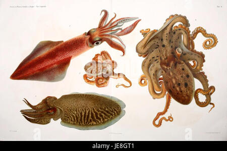 Cefalopodi Viventi nel Golfo di Napoli est une étude des céphalopodes vivants trouvés dans le golfe de Naples, en Italie. La recherche étudie les espèces, le comportement et les habitats de ces animaux marins. Banque D'Images